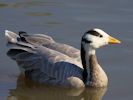 Bar-Headed Goose (WWT Slimbridge September 2013) - pic by Nigel Key